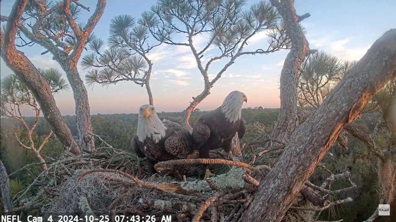 Gabby and Beau Mate TWICE in Nest!