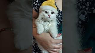 Sweetu Ki Taraf Se Aap Sabko ईद मुबारक | @Sweetupersiancat2024 by Sweetu - The Persian Cat 310 views 1 month ago 2 minutes, 41 seconds