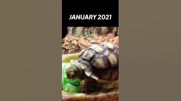THE GROWTH OF SULCATA TORTOISE !