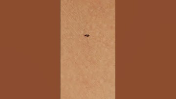 Đây có phải là một con bọ cạp con không?