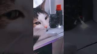 #cat #кот #юмор #смех #смешныевидео