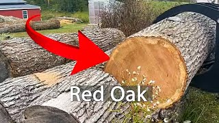 Lets Throw A Big Red Oak On The Sawmill