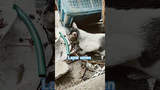 kucing omen lapar # makan kepala ikan tongkol # ikan cue # kucing liar #kucing lucu