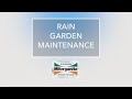 How to Maintain Your Rain Garden