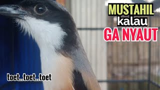 Suara Cendet Gacor TOET TOET biangnya bikin cendet jenis apapun langsung nyaut emosi ikutan bunyi