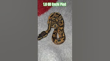 1.0 OD Enchi Pied #orange #dream #ballpythons #python #snake #shorts #shortvideo #short #shortsfeed