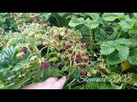 🍓КЛУНИКА🍓наконец-то добралась до 🍓🍓🍓ягодок🤗