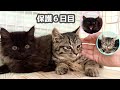 シャーシャー子猫が突然の爆音ゴロゴロ‼︎ 保護６日目の嬉しい変化【さつまいも兄妹日記#2】Kittens getting used to people.