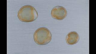 Flash Rusting of Four Water Drops on Iron
