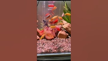 chế dụng cụ cho cá ăn