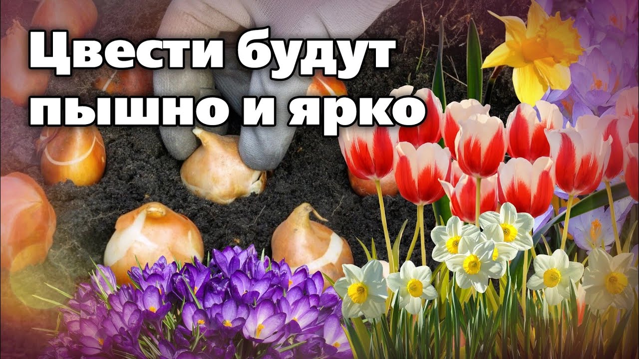 Июньские посадки