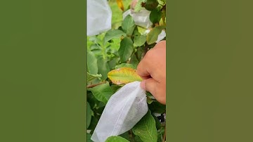 Hướng dẫn bao trái ổi dễ dàng, tái sử dụng được!