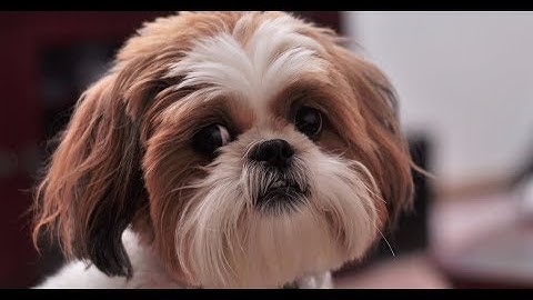 4 you - Funniest Shih Tzu Videos