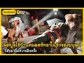 พิตบูลไร้บ้านหมดศรัทธาในรักของมนุษย์ กลับมายิ้มหวานอีกครั้ง | Dog's Clip