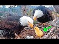 farmer put a chicken egg into an eagle nest. This is how things turned out for the chick.Viral video