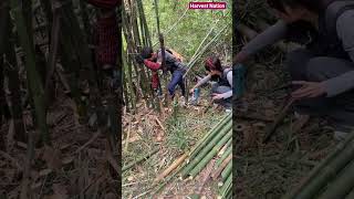 🎋🛠️ Efficient Manual Bamboo Harvesting and Electric Chainsaw Cutting Operation