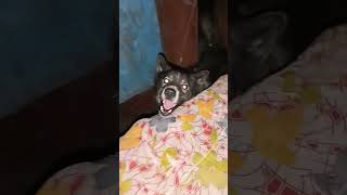 Mera Tony Mujhi Par Bhauk Raha Ha