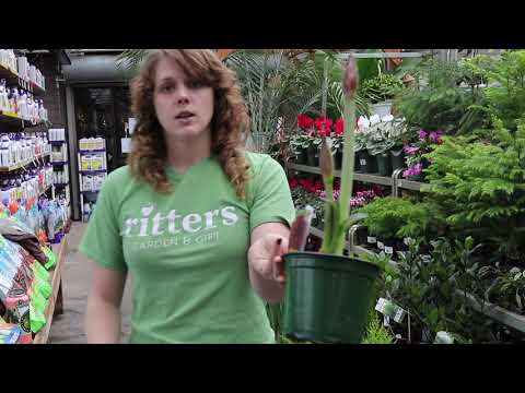 Video: Wintergreen Houseplants - Loj hlob Wintergreen Hauv Tsev Rau Hnub So Décor