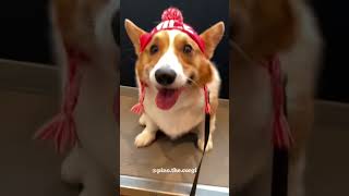 December #corgi weight update