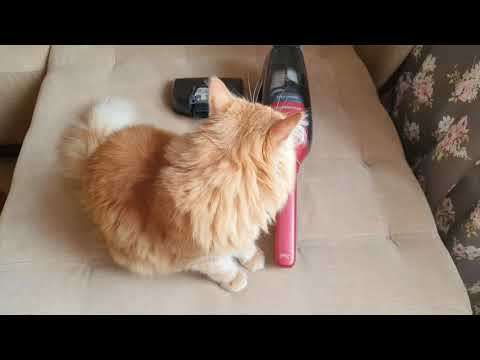 Акумуляторний пилосос ELECTROLUX EER7ANIMAL