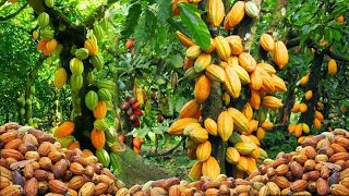 Harvesting & Processing Millions of Tons of Cocoa | Modern Farming Technology