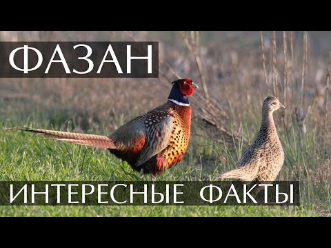 Видео: Яйце от фазан: полезни свойства и снимки