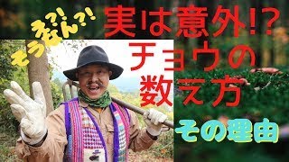 チョウの数え方！１匹２匹、じゃない？！知らないと恥ずかしい、知ってると自慢できる、チョウ（昆虫）の数え方！理由も一緒に解説。蝶太郎物語りNo.14