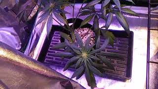All seeds germinated in 12 hours/or less