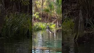 Talkative alligator out at Silver Springs, Florida. 😳🐊 #alligator #florida #wildlife #manatee