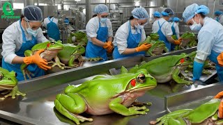 1.6 Million Tons Of Frogs Raised And Consumed By Chinas Frog Processing Factories