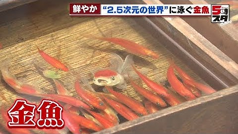 【２．５次元アート】泳ぐ金魚 名古屋駅で始まる（2022年9月23日）