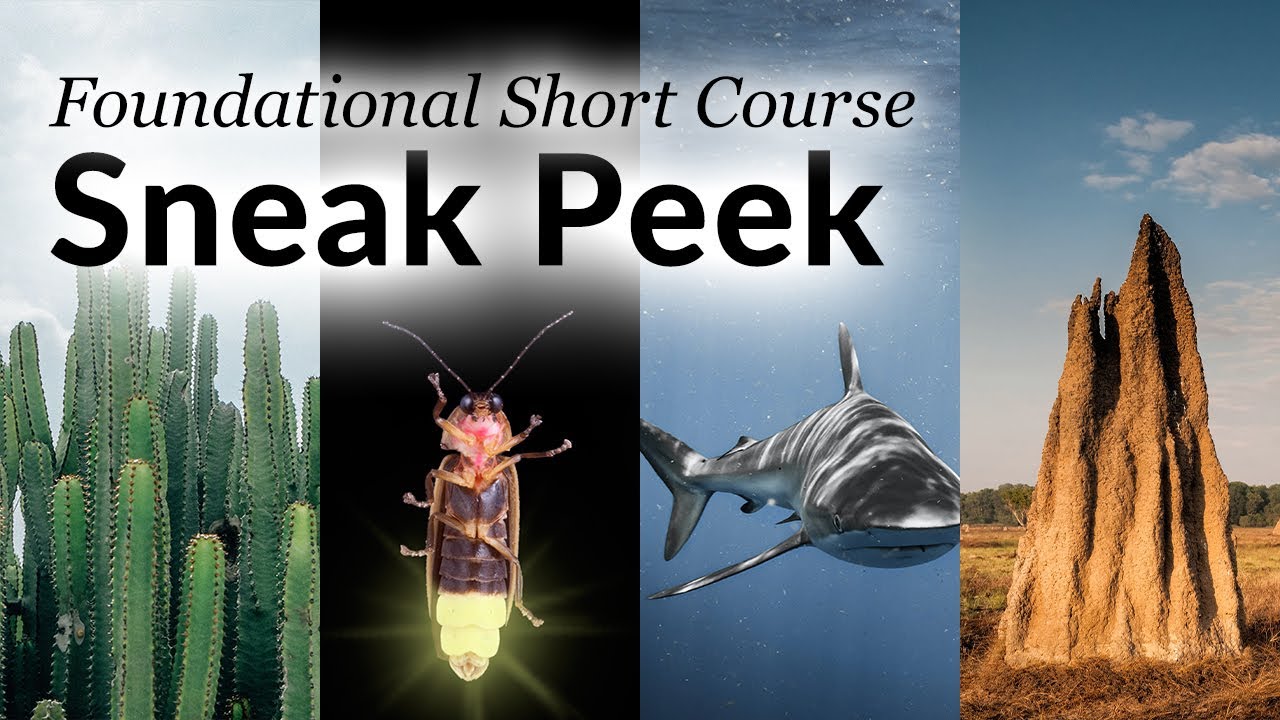 How Do We Do Biomimicry?