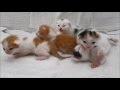 The live of little cute fluffy newborn kitten Floortje. her thirth week