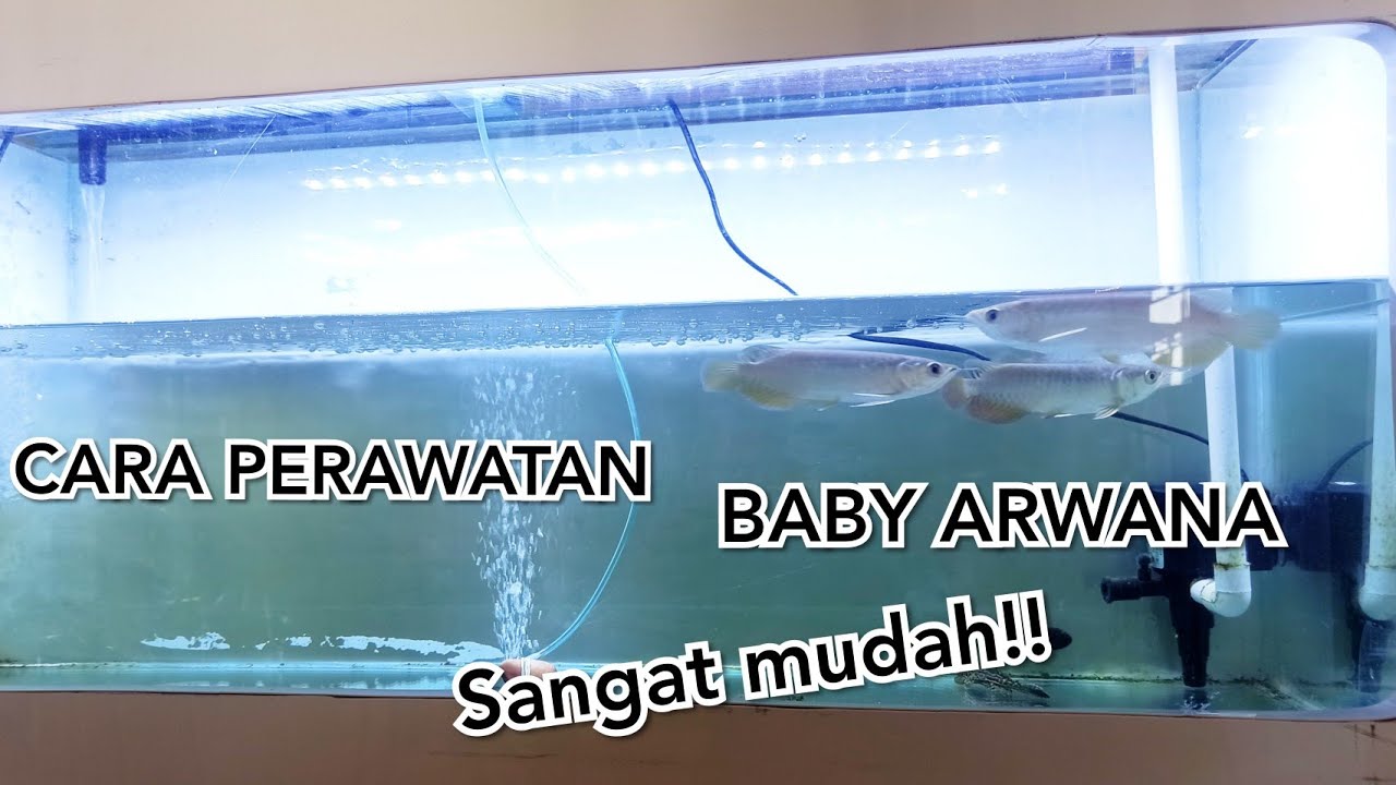 PERAWATAN BABY IKAN ARWANA GOLDEN RED