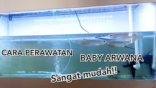 CARE FOR BABY GOLDEN RED AROANA FISH