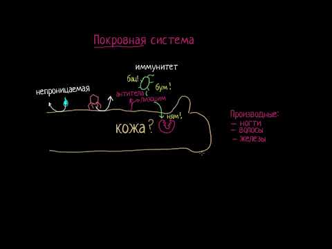 Знакомьтесь с кожей! (видео 1) | Анатомия человека | Биология
