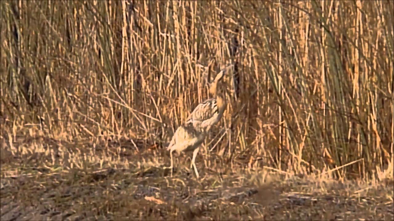 Rohrdommel wie im Zeitlupentempo schreitend.