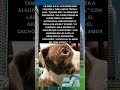 🐶❤️ El cachorro que encontró a quien realmente lo entendía