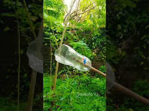 Видео: Fruit Drop In Papaya - Почему плоды папайи падают с дерева