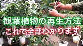 弱った観葉植物の回復方法を実践解説 冬の育て方にも応用出来ますよ Youtube