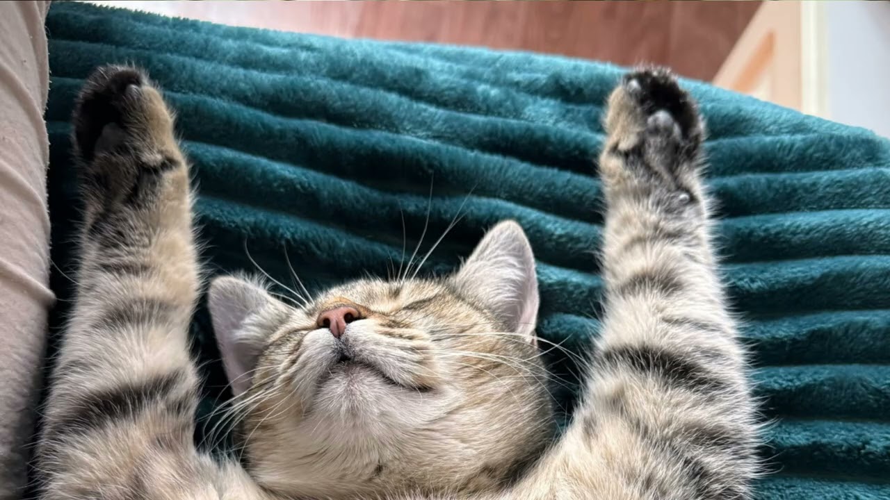 All Videos