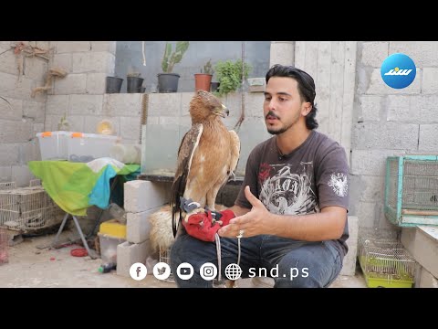 تربية الحيوانات المفترسة ه وس نبهان منذ 14 عام ا