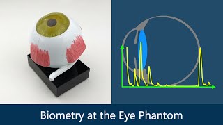 Biometry at the Eye Phantom - Ultrasound Diagnostics in Ophthalmology