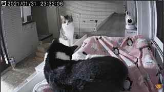 24h貓咪觀察室#747 和諧相處的姊弟？ 20210201 (MiMi醬＆黑妞＆阿金＆黑輪 歐戀) Cat Observation