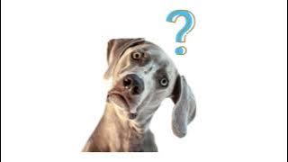 2 MENIT bikin ANJING EMOSI