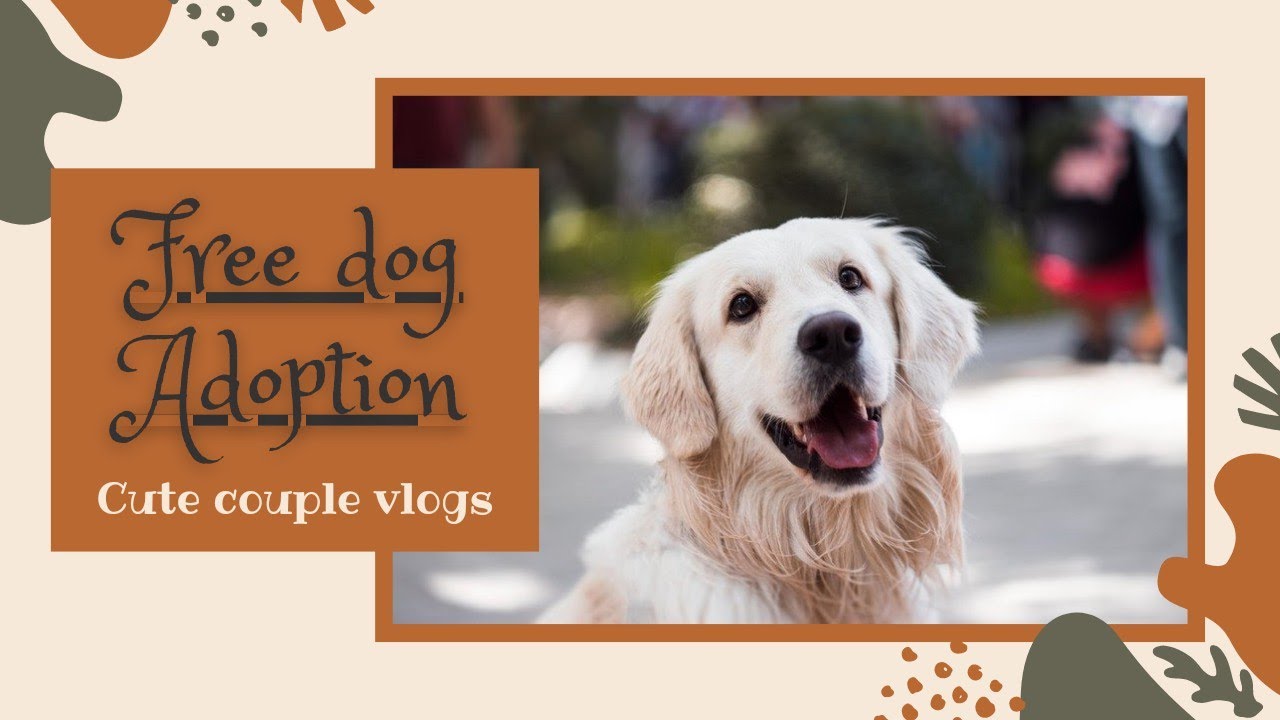 Free Dog adoption centre in Bangalore//cute couple YouTube