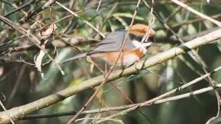 1050922福壽山農場紅頭山雀覓食記錄