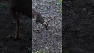 Another line in the Iowa 200” club for Lee Lakosky. #mathews