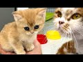 Adopted kitten asks mom cat to feed her. Reaction of cat