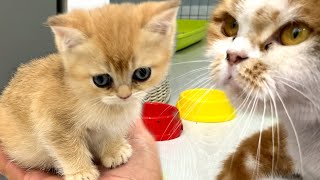 Adopted kitten asks mom cat to feed her. Reaction of cat